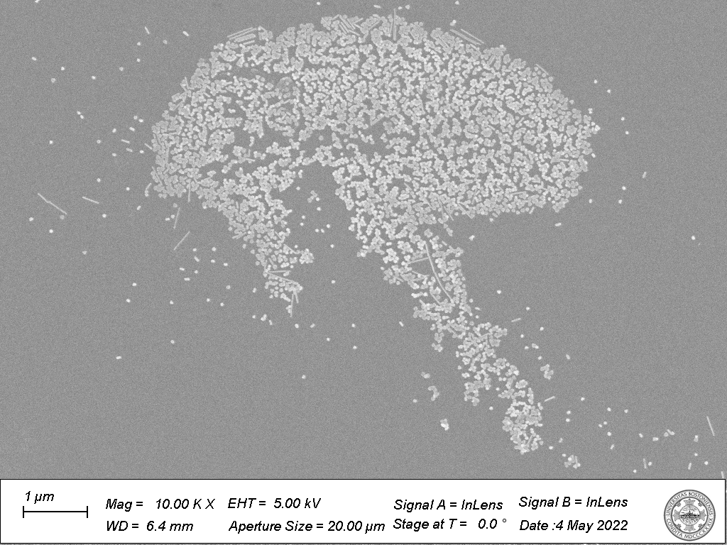 SEM image of a gold nanoparticle zone resembling a brain-like form